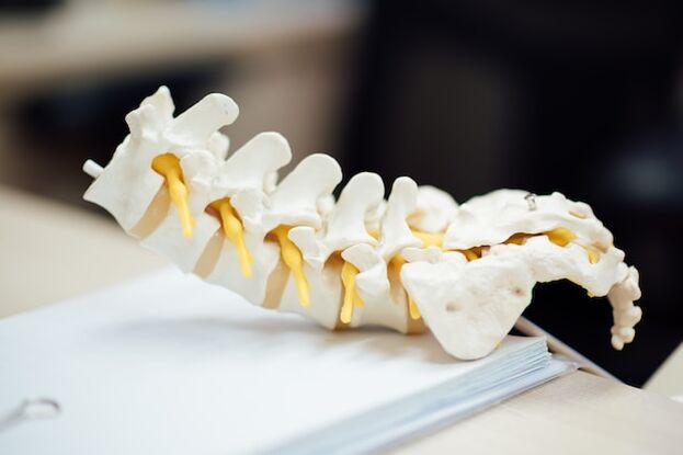 Modelo anatômico da coluna vertebral humana